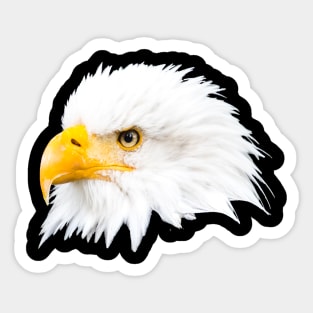 Bald eagle Sticker